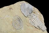 Crinoids and One Gastropod on One Plate - Crawfordsville, Indiana #92527-3